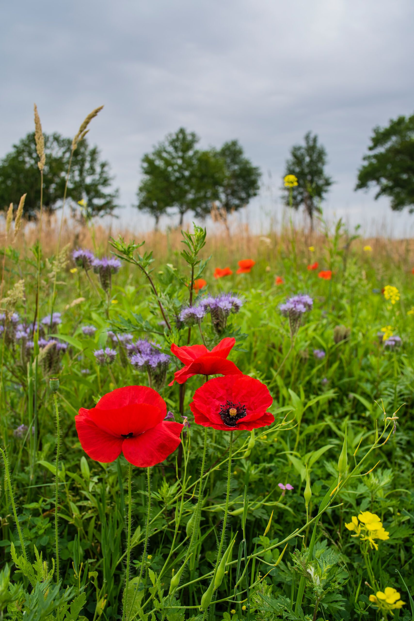 lucas-van-oort-nR6aCS4JqCw-unsplash Bloemenweide voorbeeldfoto via Unsplash