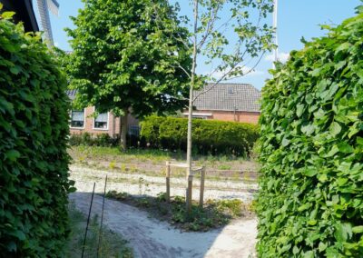 Verhoogd bed tussen heggen met boom
