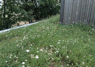 sedum dak plat dak bloeiende beplanting op het dak groen dak - tuinfluiter hovenier groningen