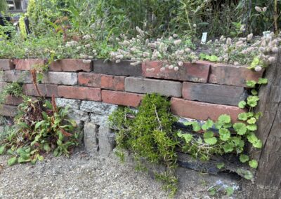 Keermuurtje van hergebruikte bakstenen met overhangende beplanting