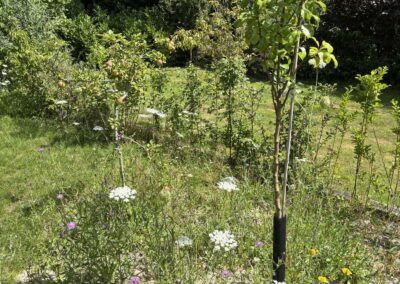 Jonge fruitboom met boompaal in een bloeiende bloemenweide