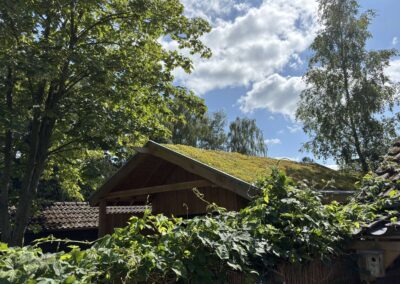 Begroeid sedumdak van de tuinschuur tussen de bomen